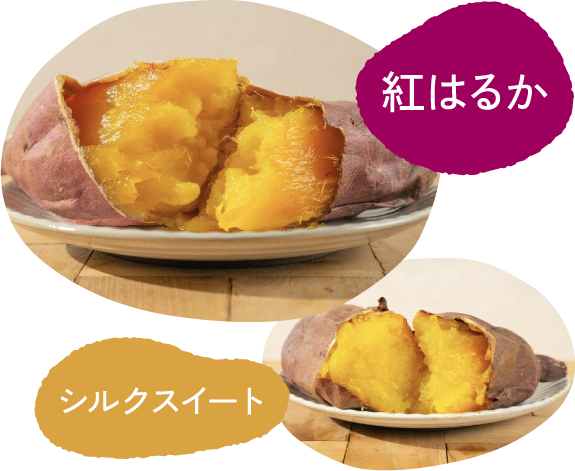 紅はるかとシルクスイートの熟成スイーツ焼き芋